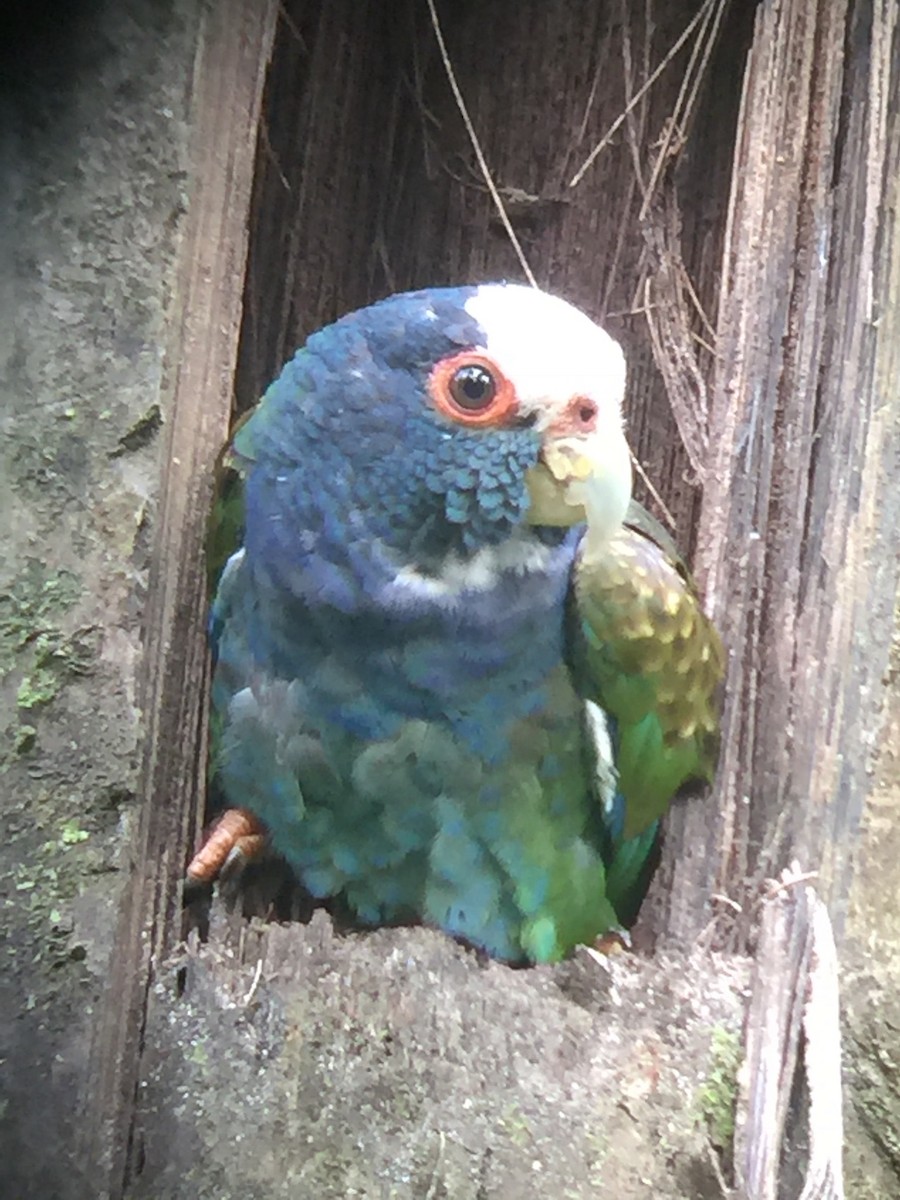 White-crowned Parrot - ML49813111