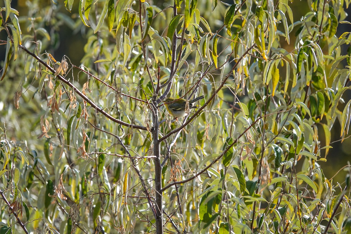 Parula Norteña - ML498131201