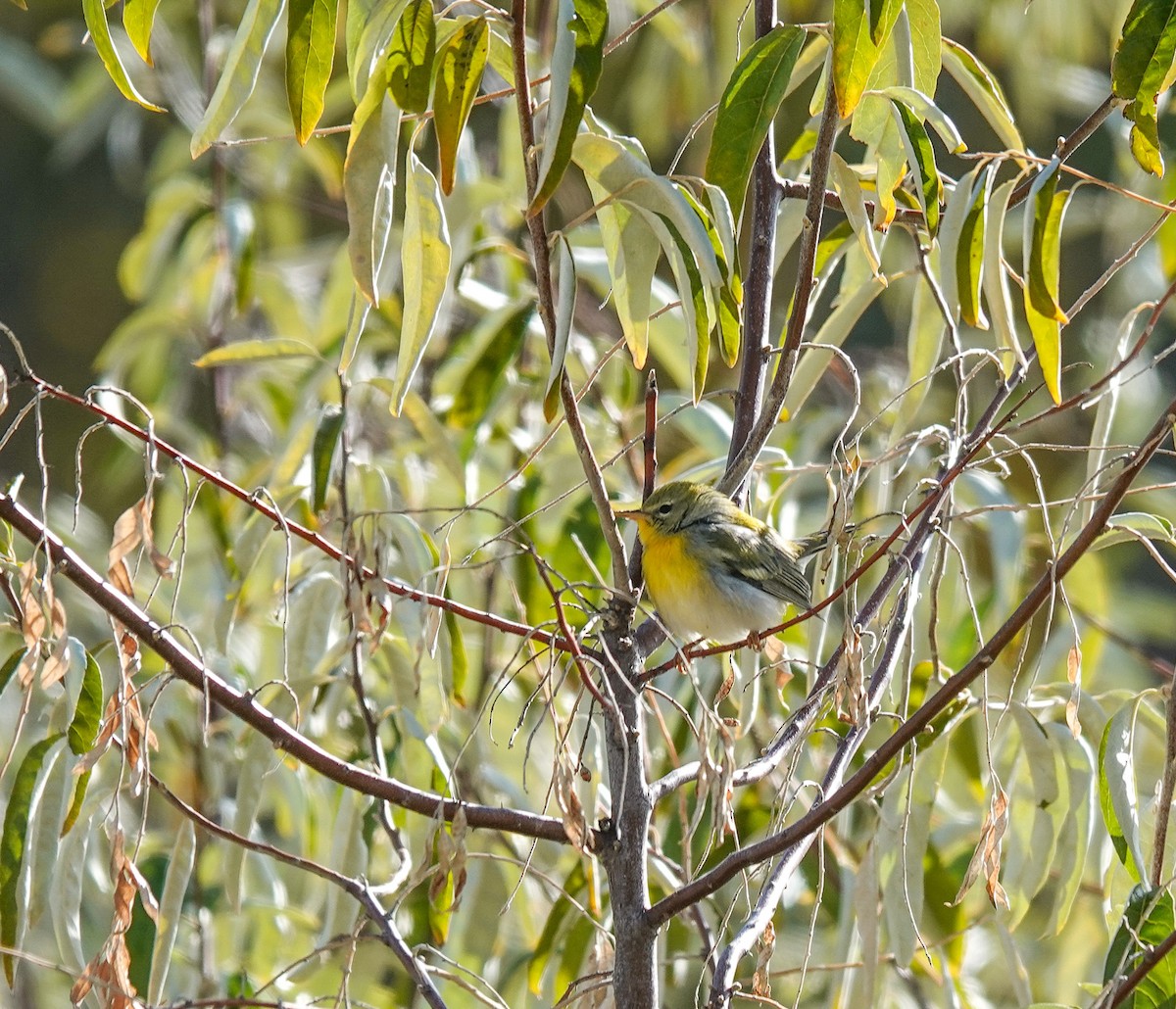 Parula Norteña - ML498131211