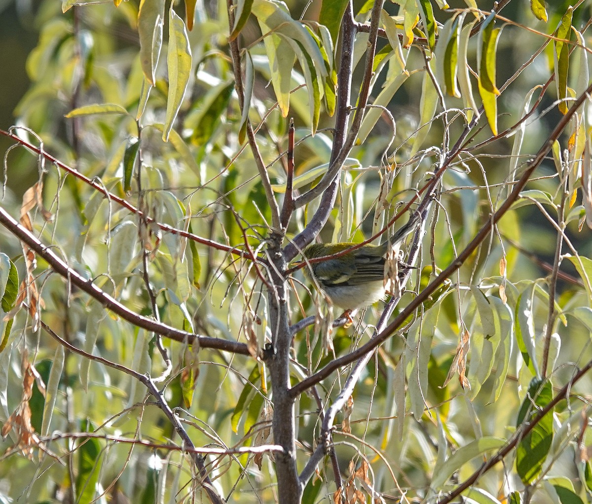Parula Norteña - ML498131221