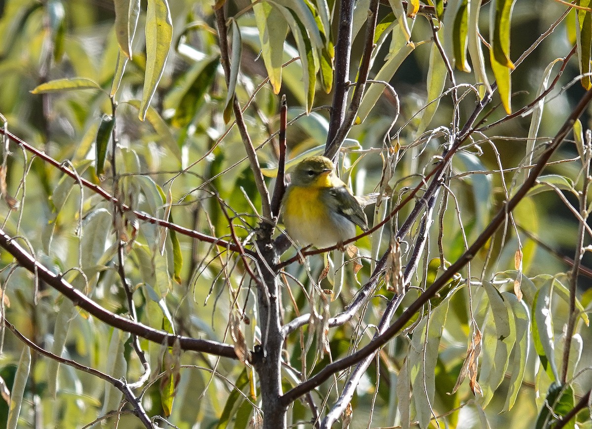 Parula Norteña - ML498131231