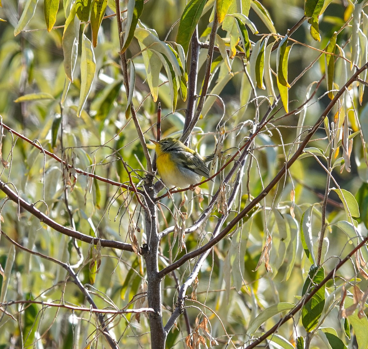 Parula Norteña - ML498131241