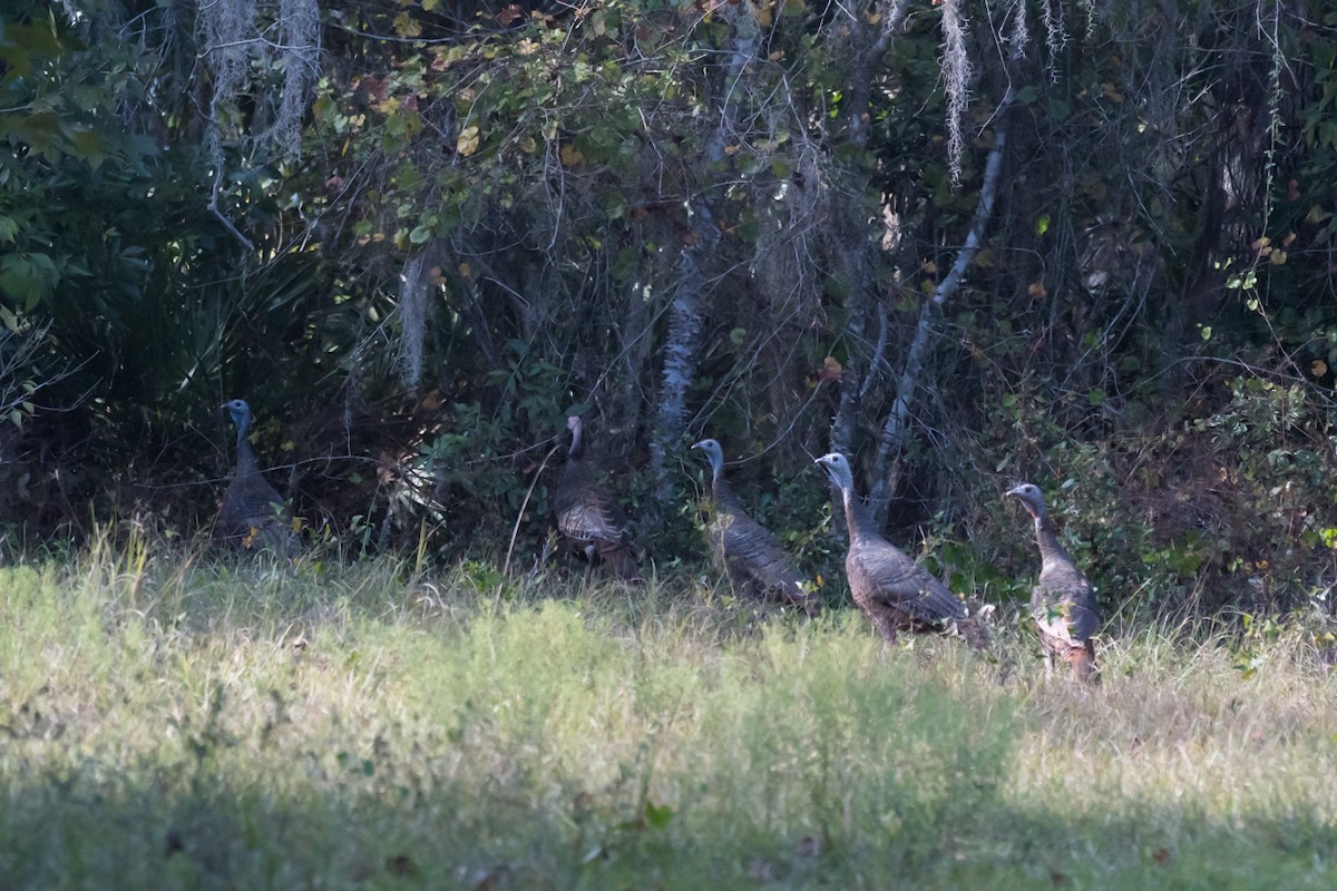 Wild Turkey - Gabrielle Harrison