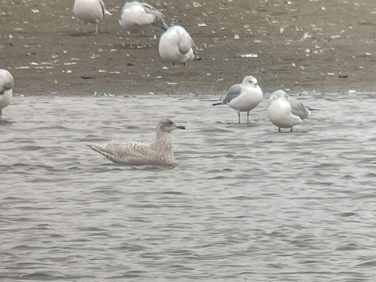 Iceland Gull (kumlieni) - ML498133011