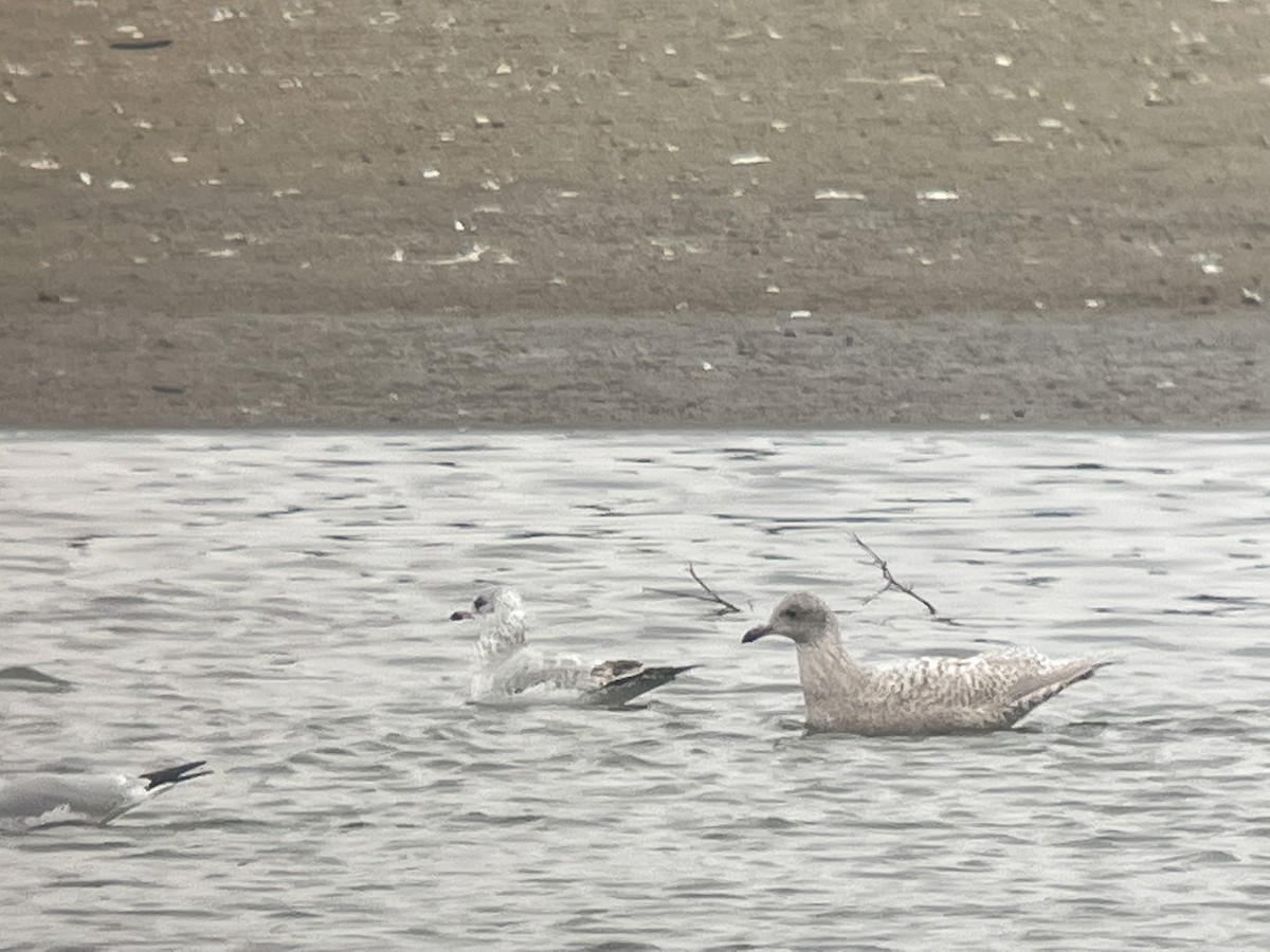 Iceland Gull (kumlieni) - ML498133031