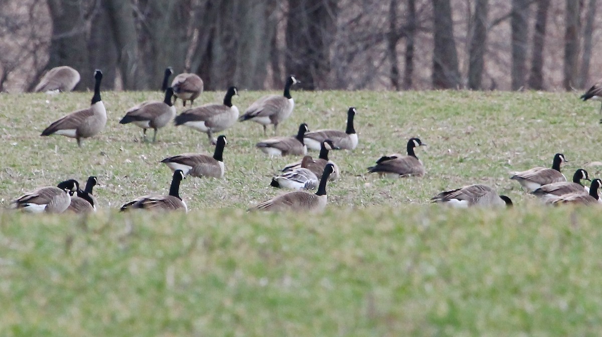 Pink-footed Goose - ML49813331