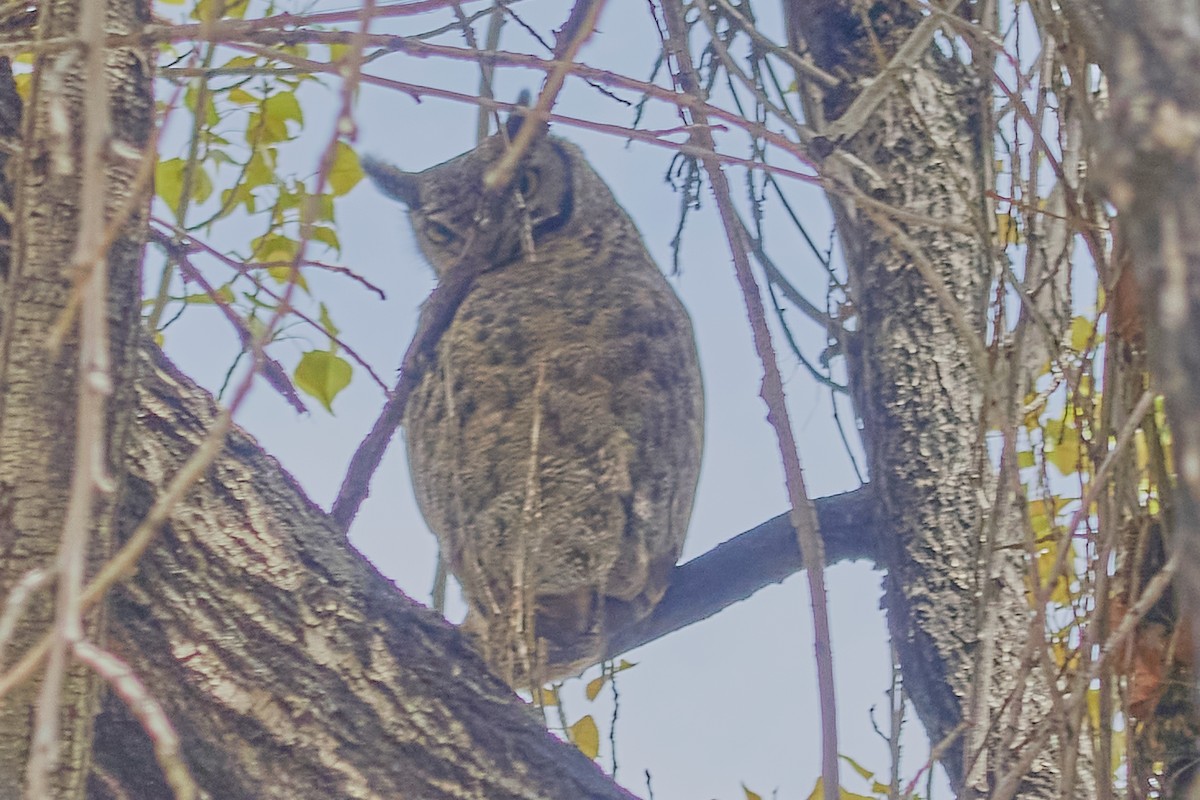 Lesser Horned Owl - ML498133601