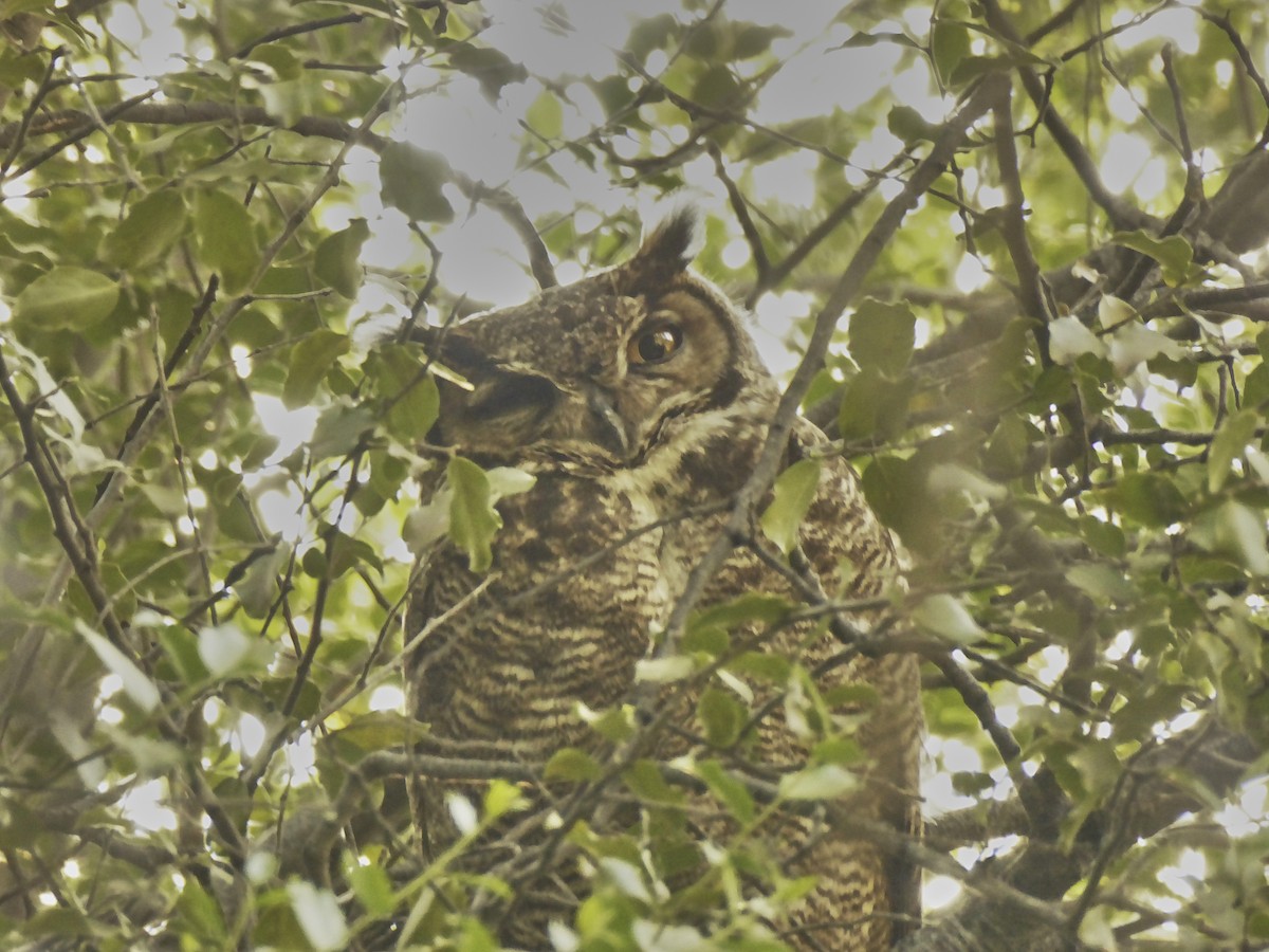 Lesser Horned Owl - ML498133611