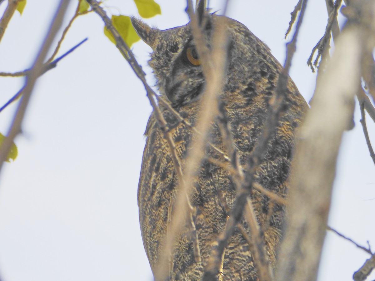 Lesser Horned Owl - ML498133631