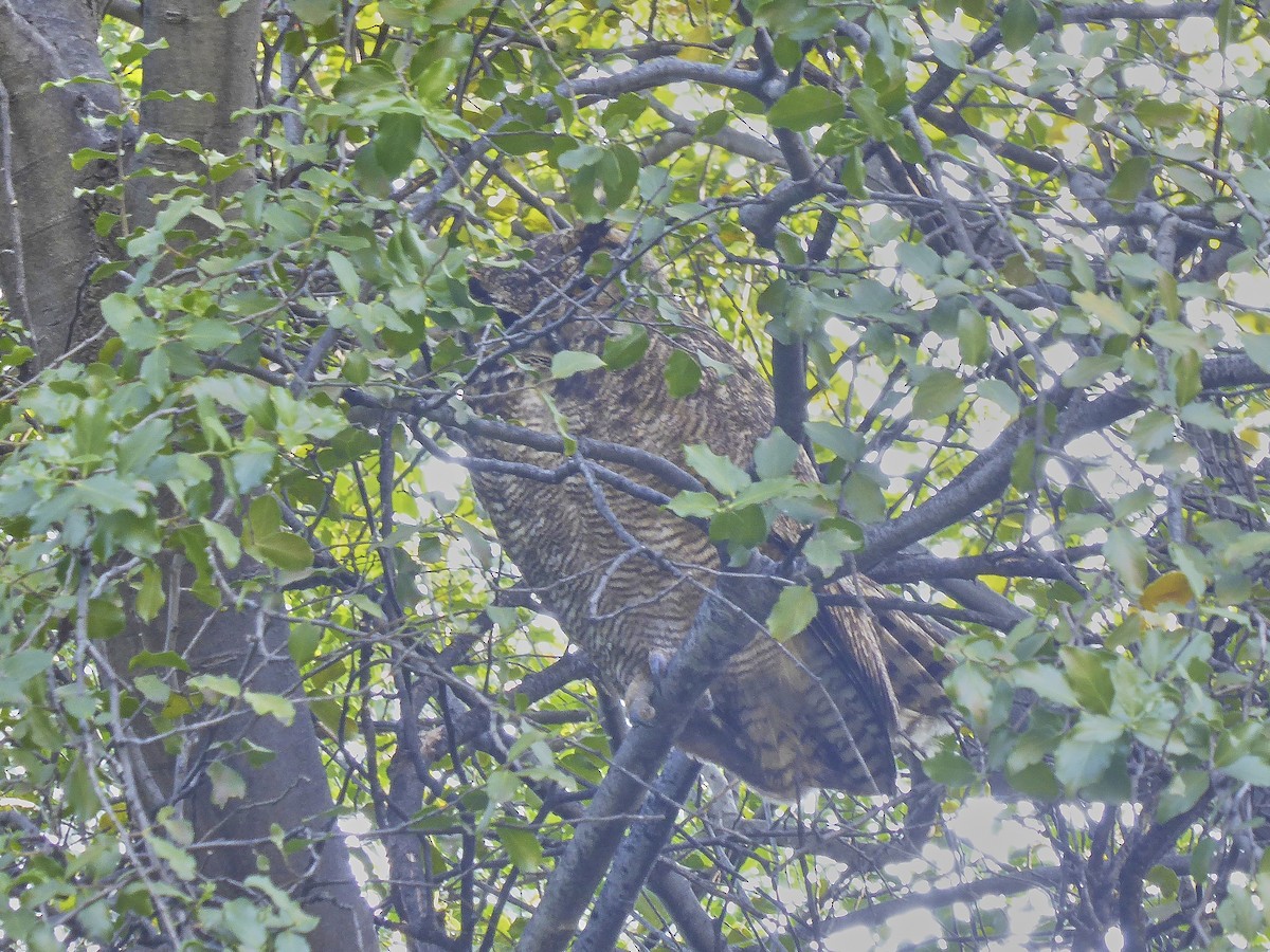 Lesser Horned Owl - ML498133641