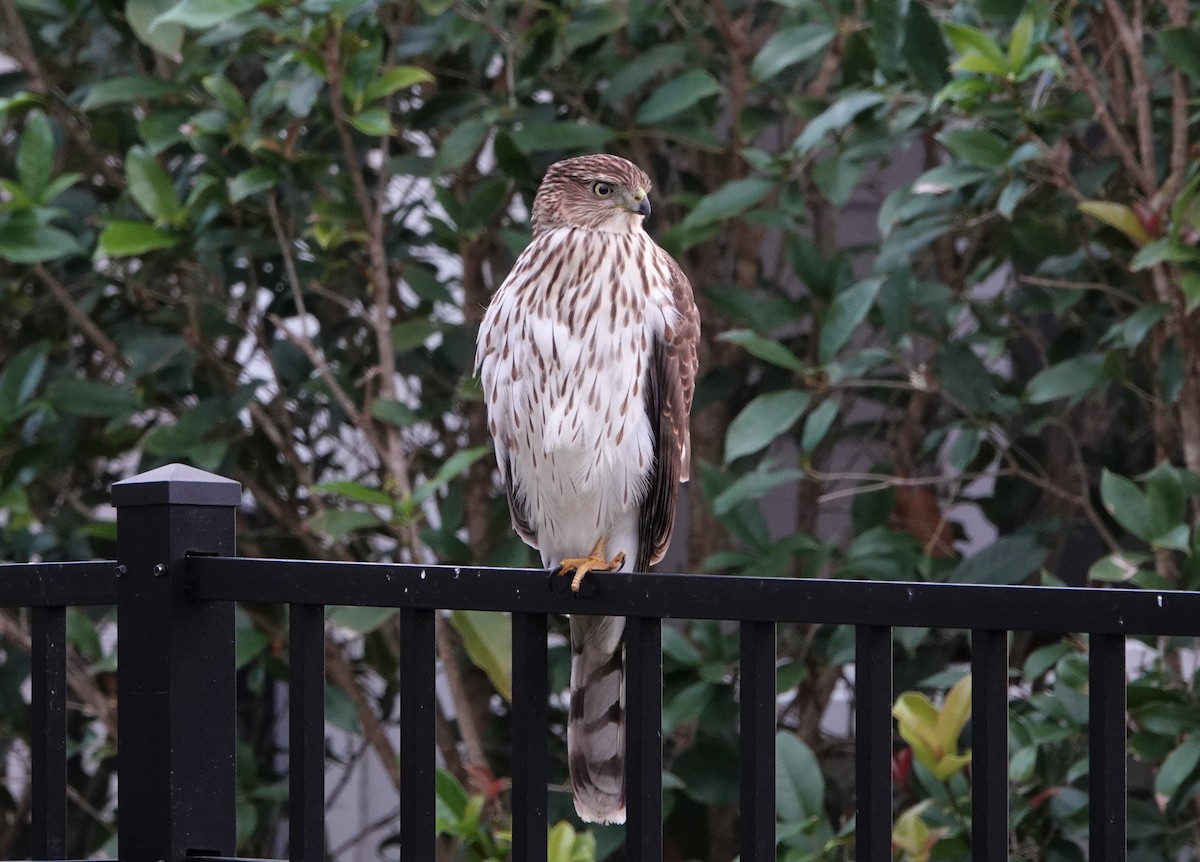 Cooper's Hawk - ML498133751