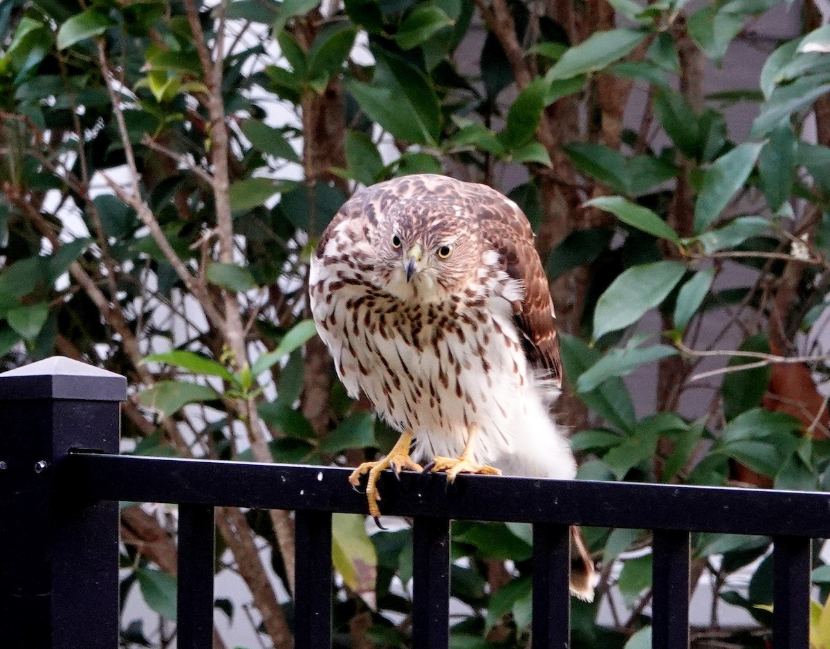 Cooper's Hawk - ML498133771