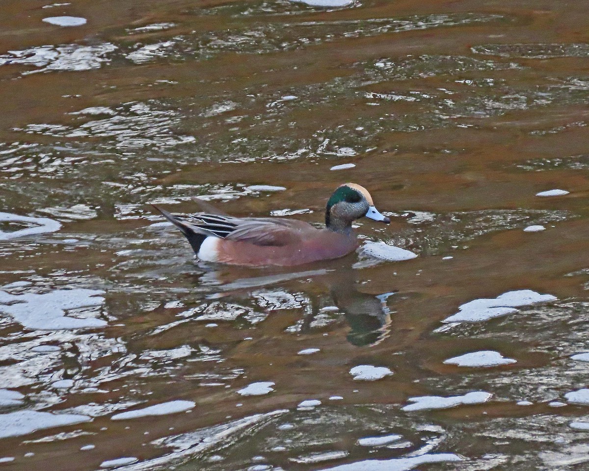 American Wigeon - ML498134921