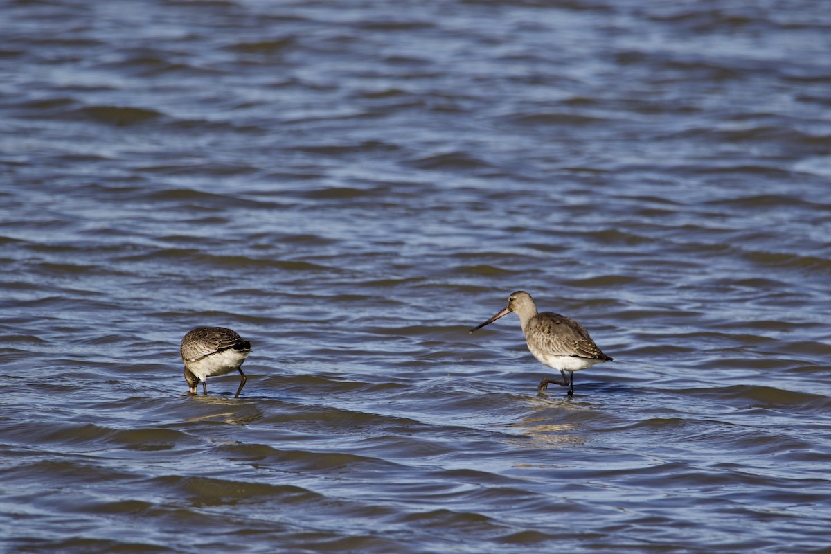 Hudsonian Godwit - ML498135211