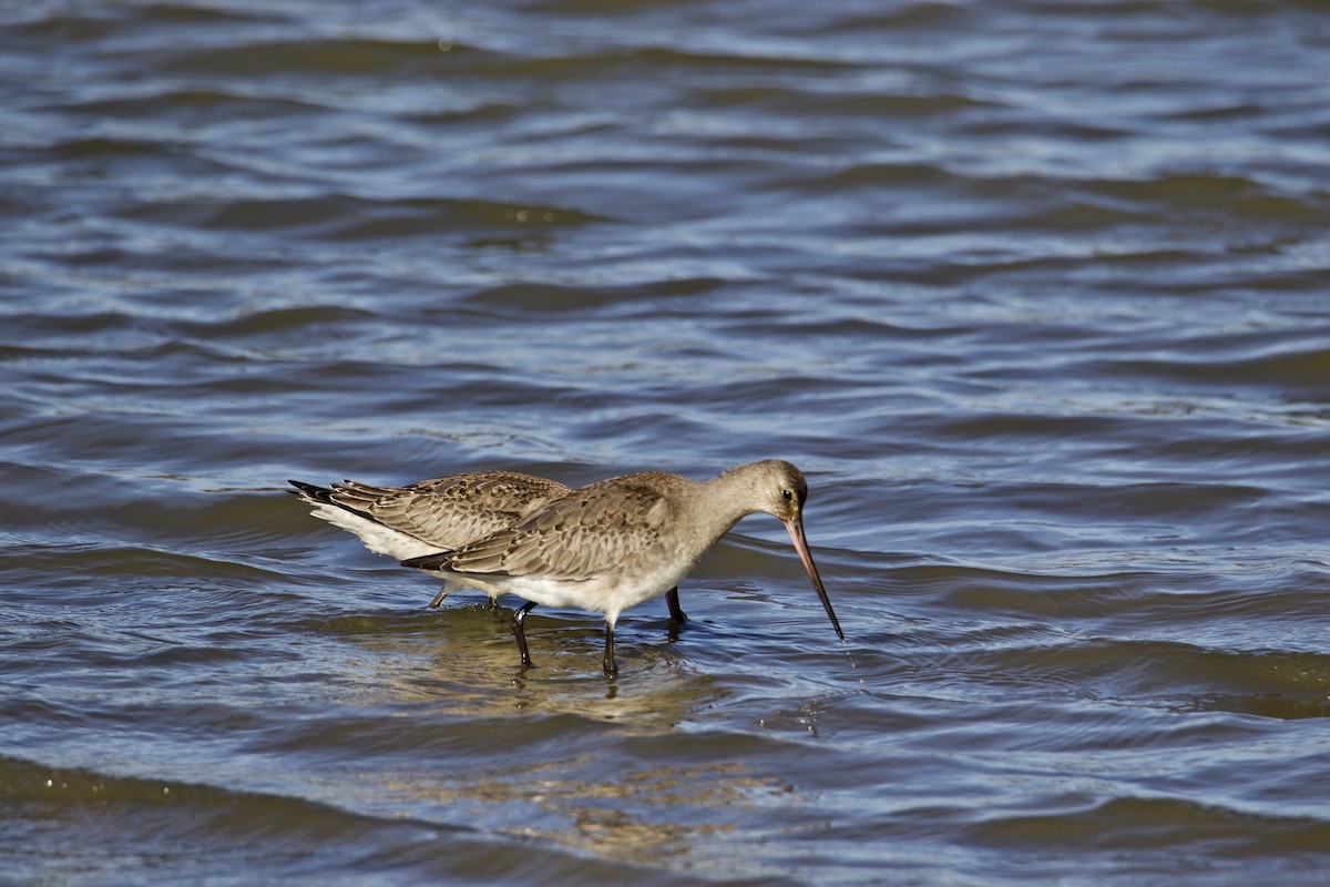 Hudsonian Godwit - ML498135221
