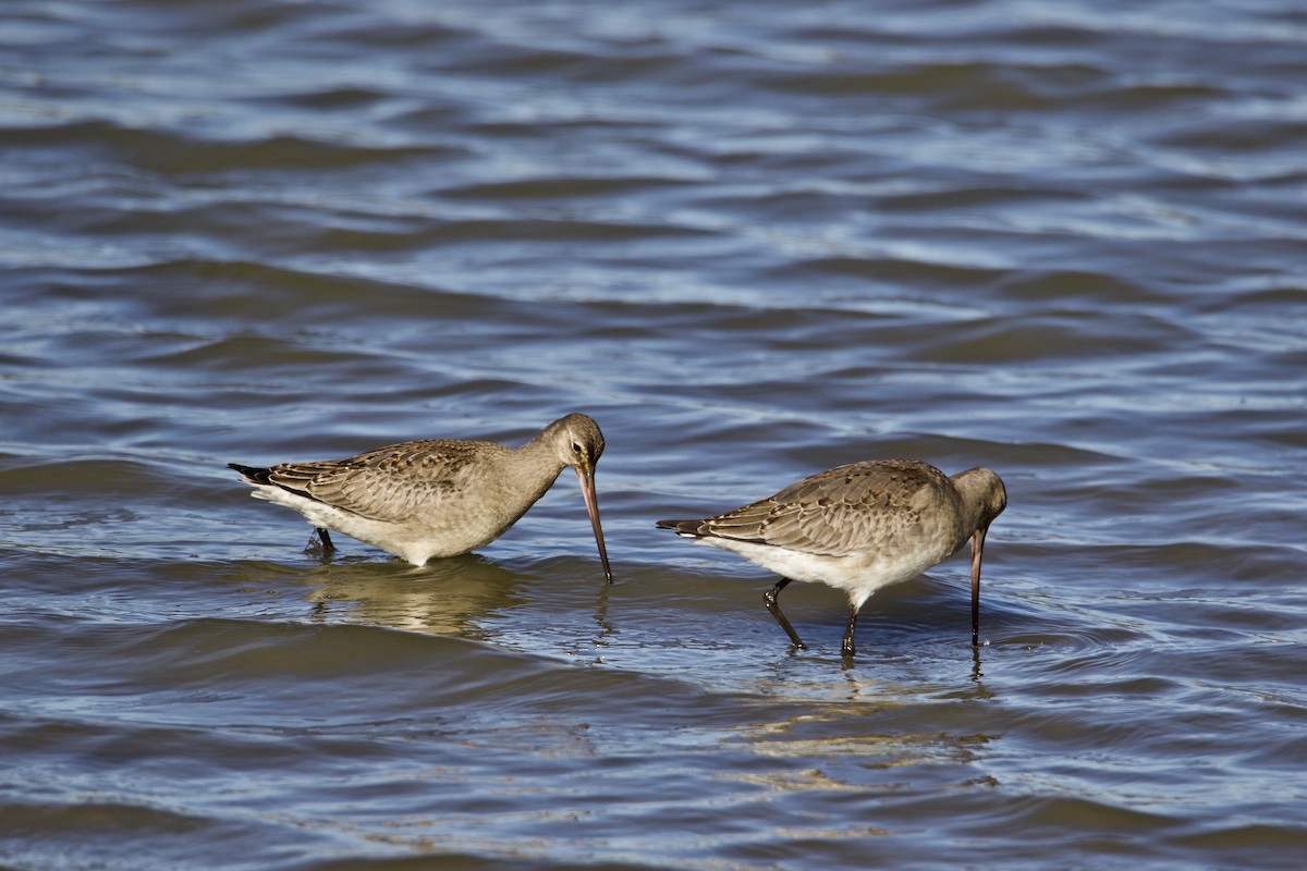 Hudsonian Godwit - ML498135231