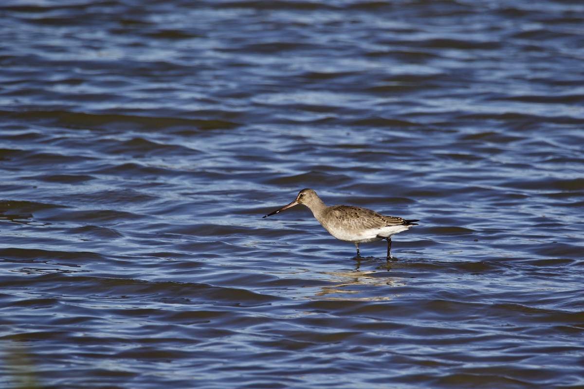 Hudsonian Godwit - ML498135241