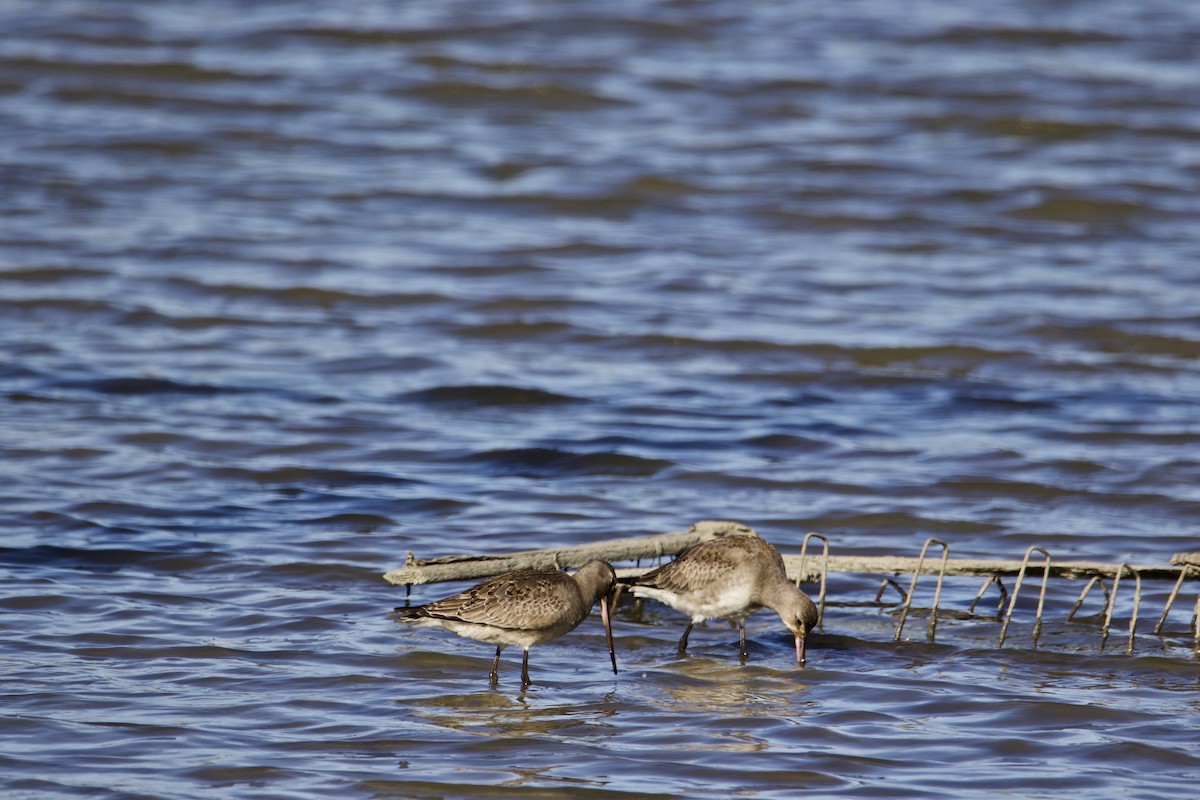 Hudsonian Godwit - ML498135251