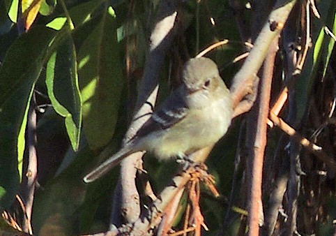 Trockenbusch-Schnäppertyrann - ML498136581