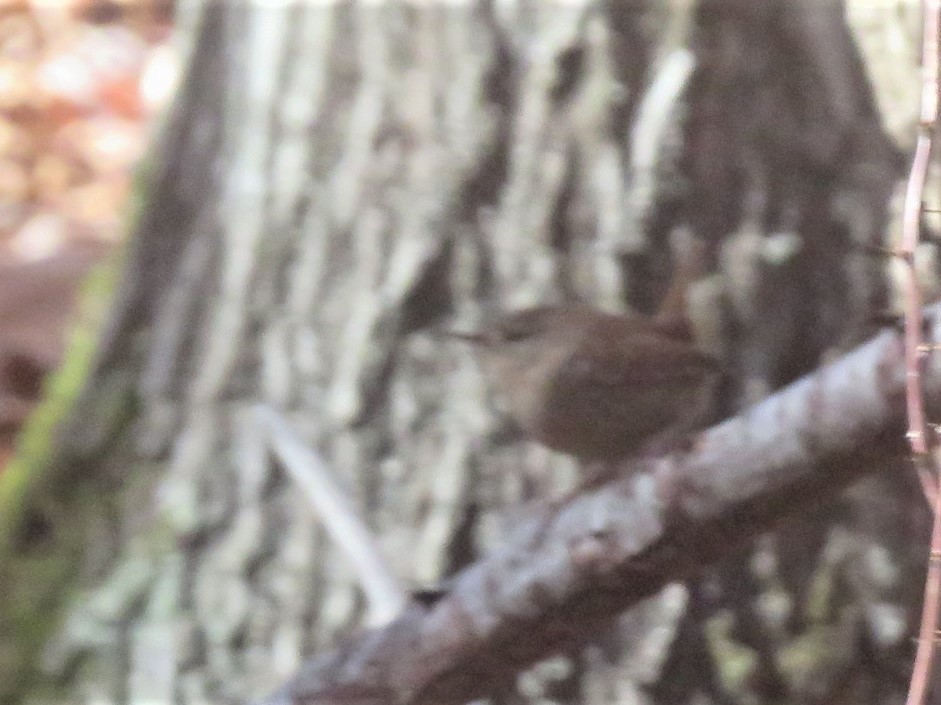 Winter Wren - ML498137351