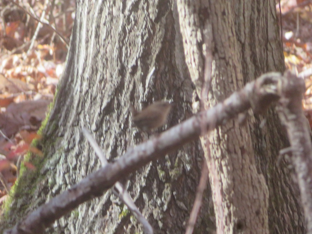 Winter Wren - ML498137361