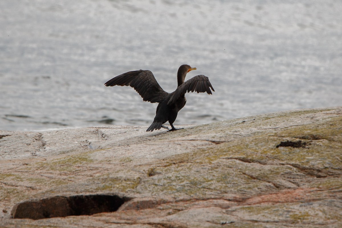 Cormorán Orejudo - ML498137611