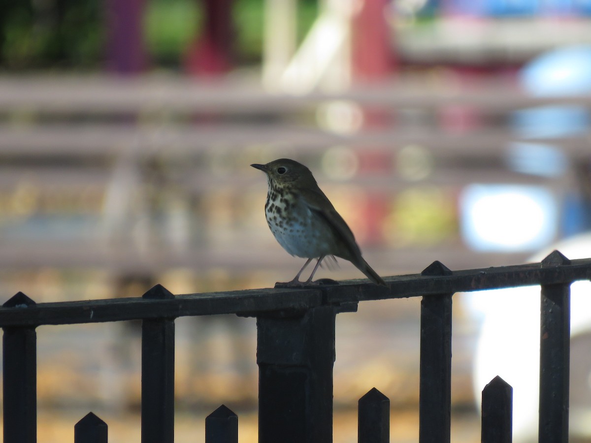 Hermit Thrush - ML498137691