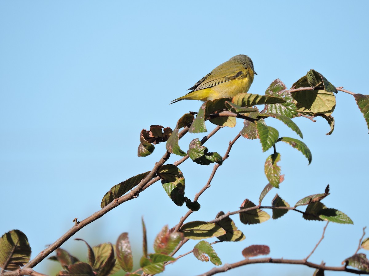 Orange-crowned Warbler - Dianne Duke