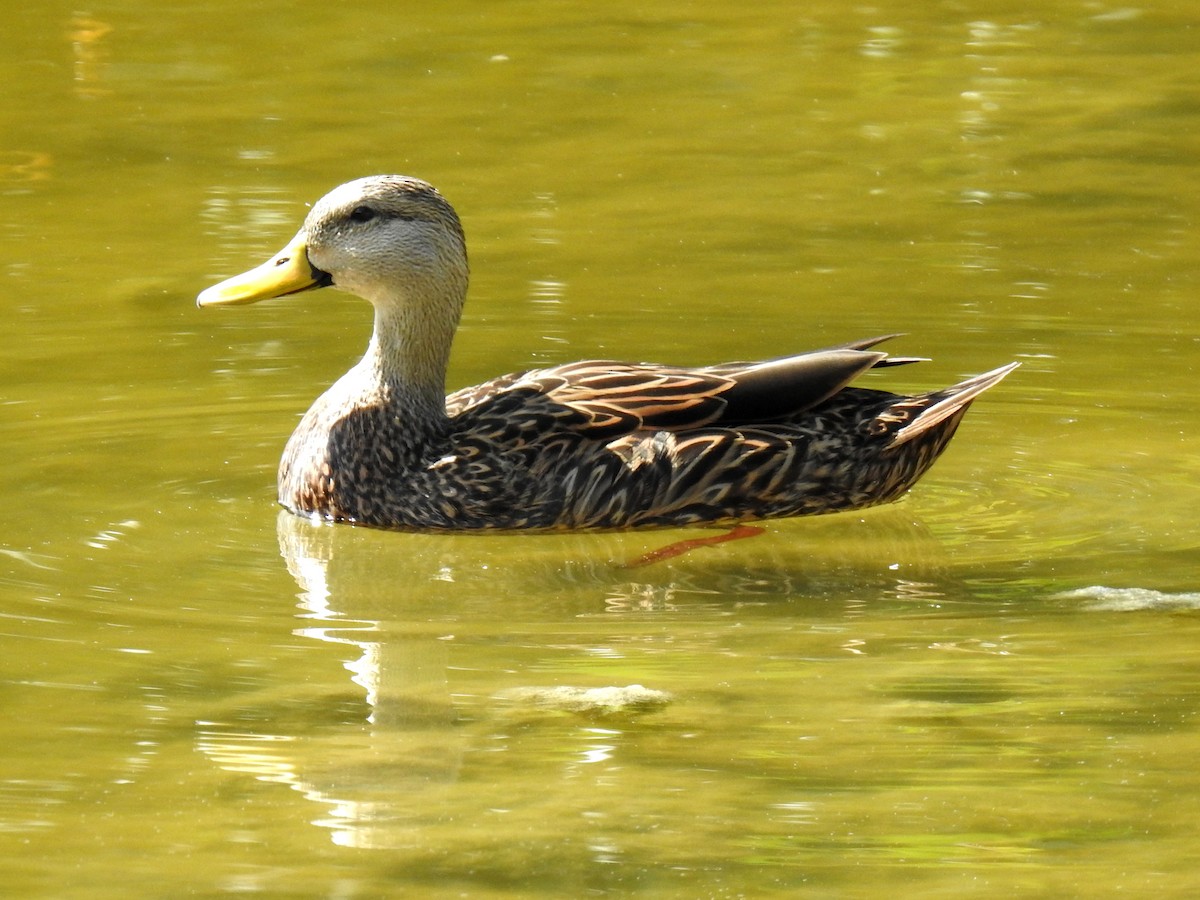 Mottled Duck - ML498139711