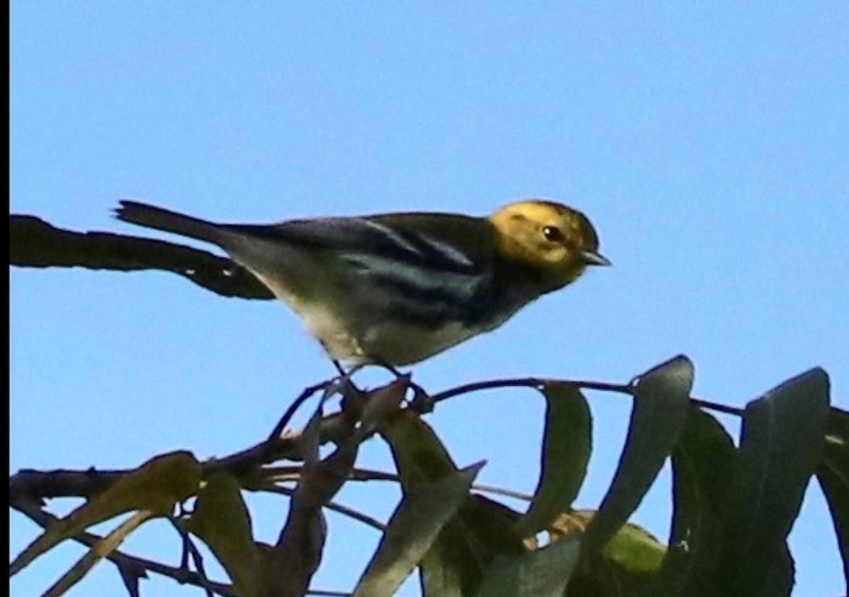 Black-throated Green Warbler - ML498140801