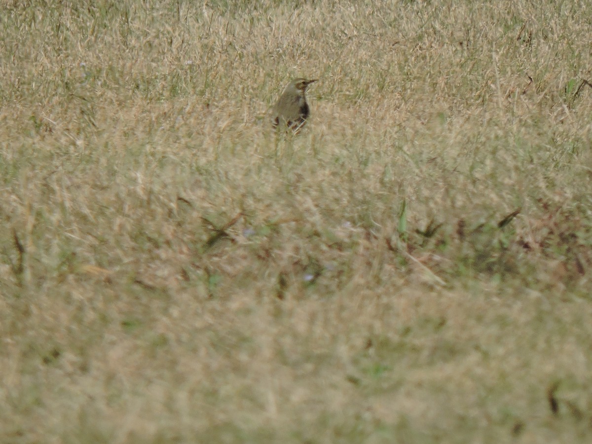 American Pipit - Dianne Duke