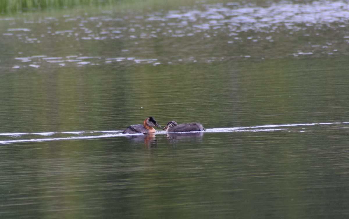 Red-necked Grebe - ML498141921