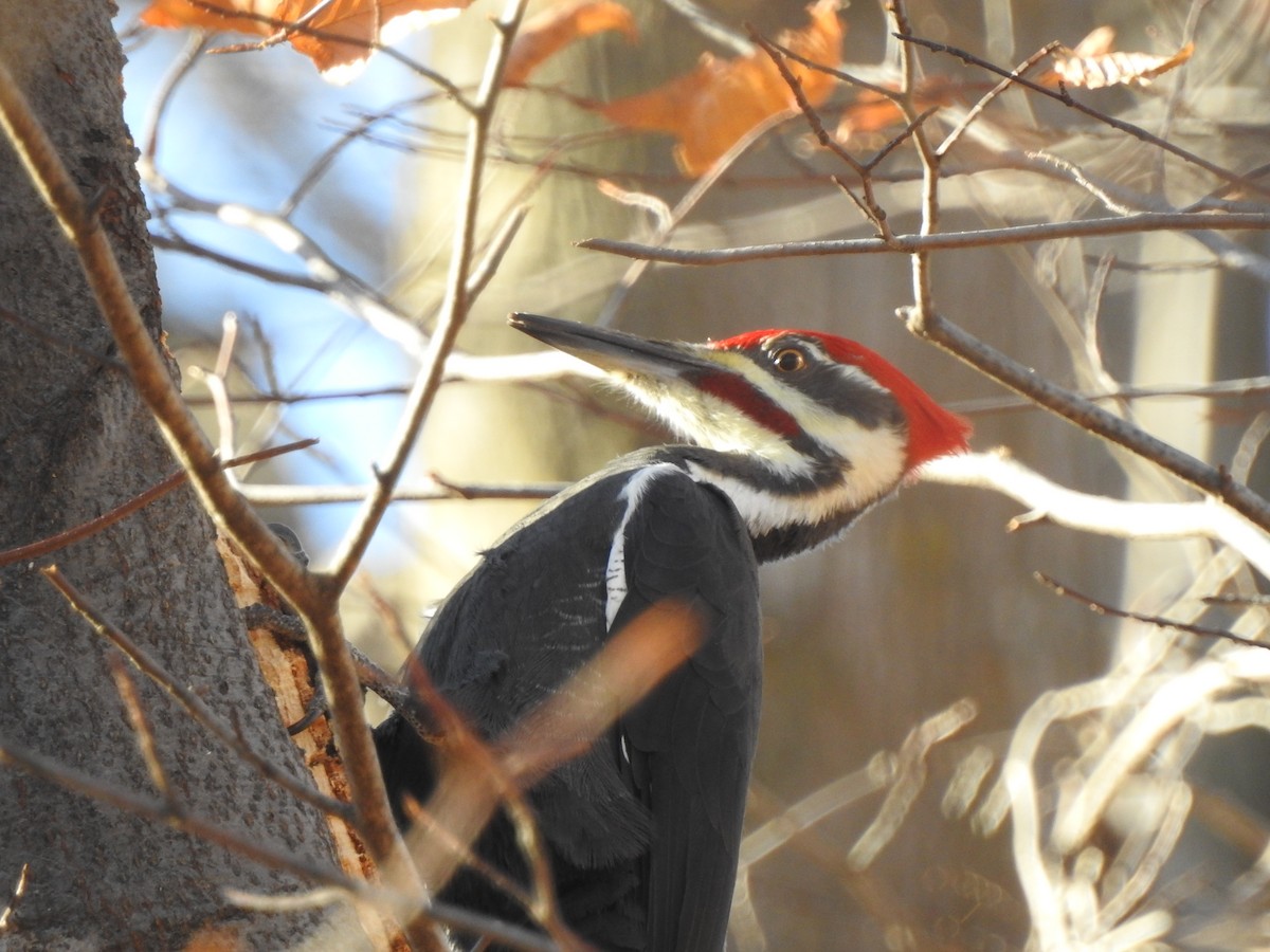 Pileated Woodpecker - Paul Dubé