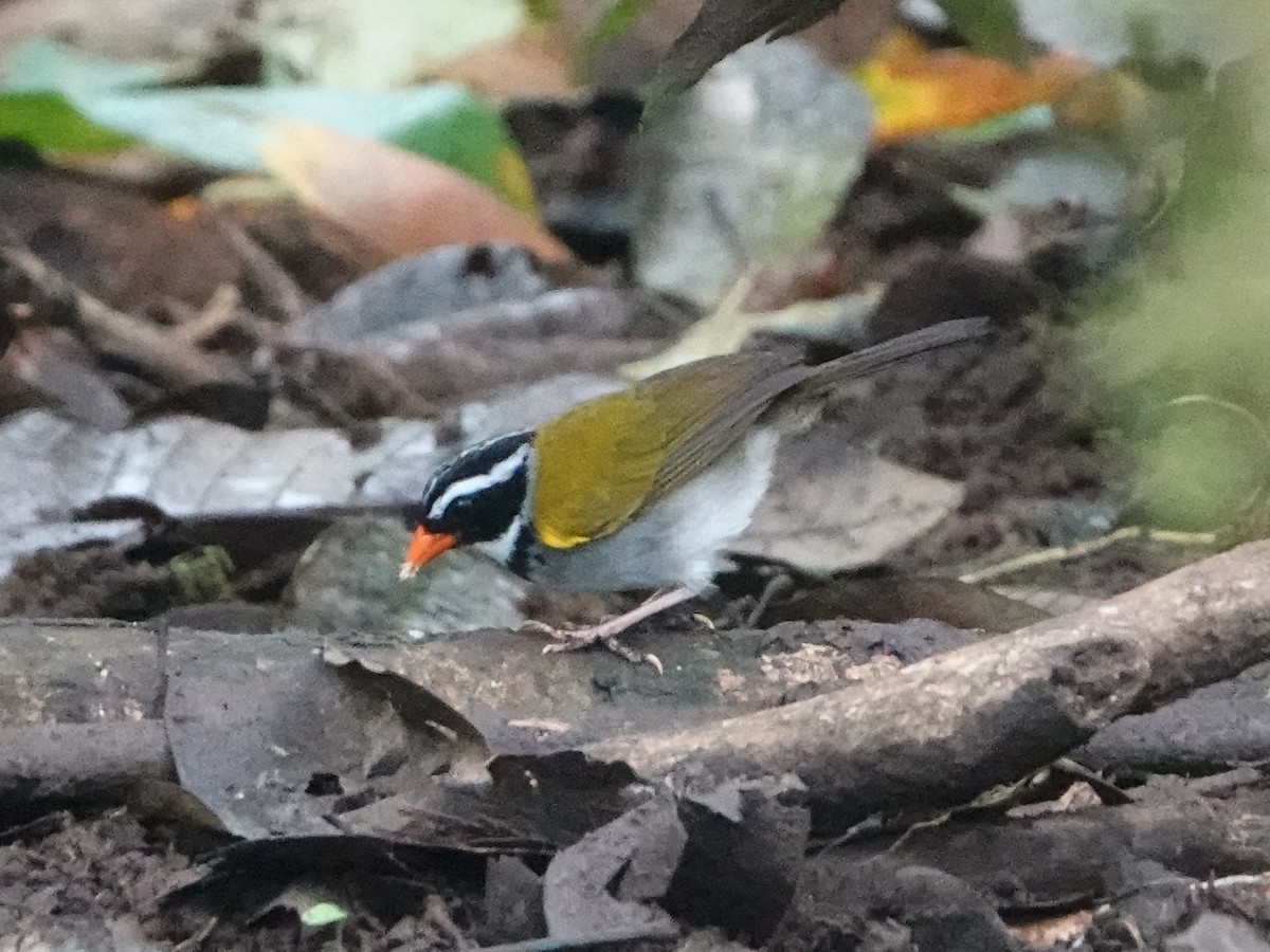 Orange-billed Sparrow (aurantiirostris Group) - ML498144051