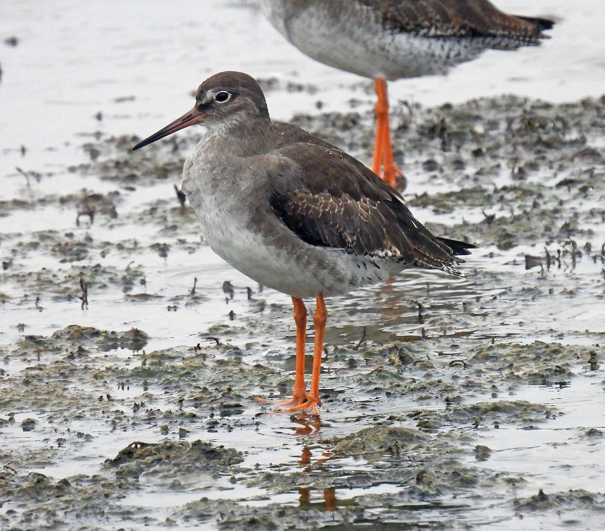 Common Redshank - ML498144211