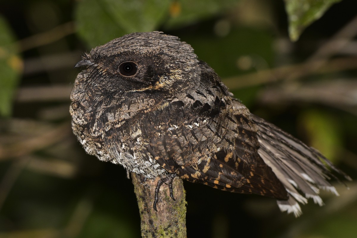 Yucatan Poorwill - ML498145531