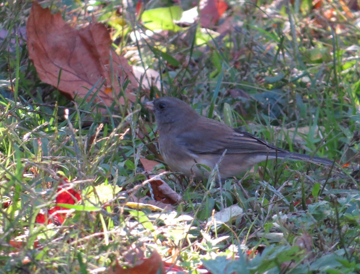 Dark-eyed Junco - ML498145621