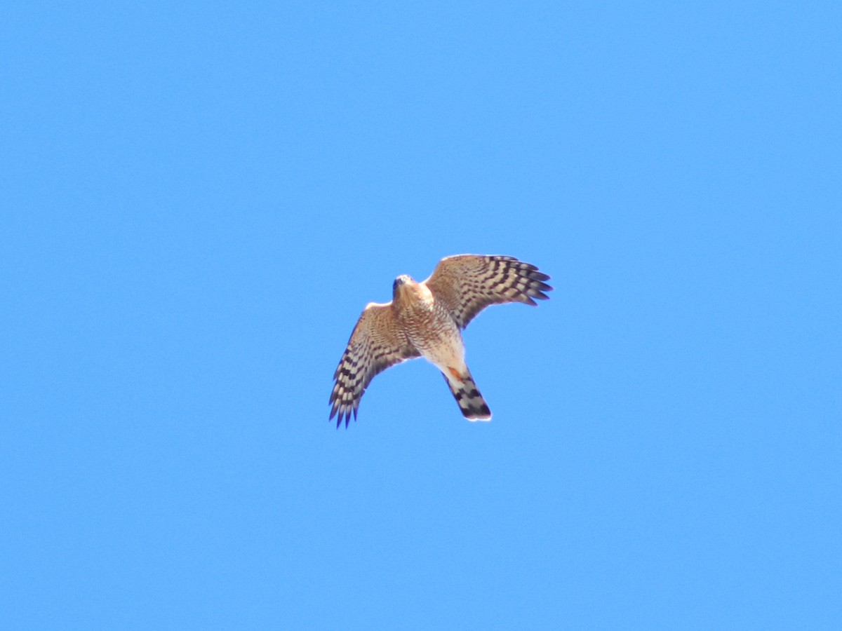 Sharp-shinned Hawk - ML498146041