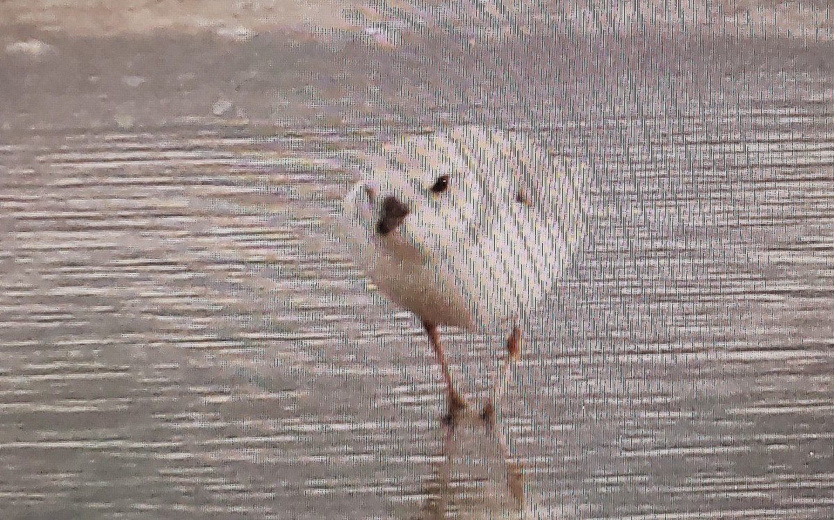 Piping Plover - ML498146101