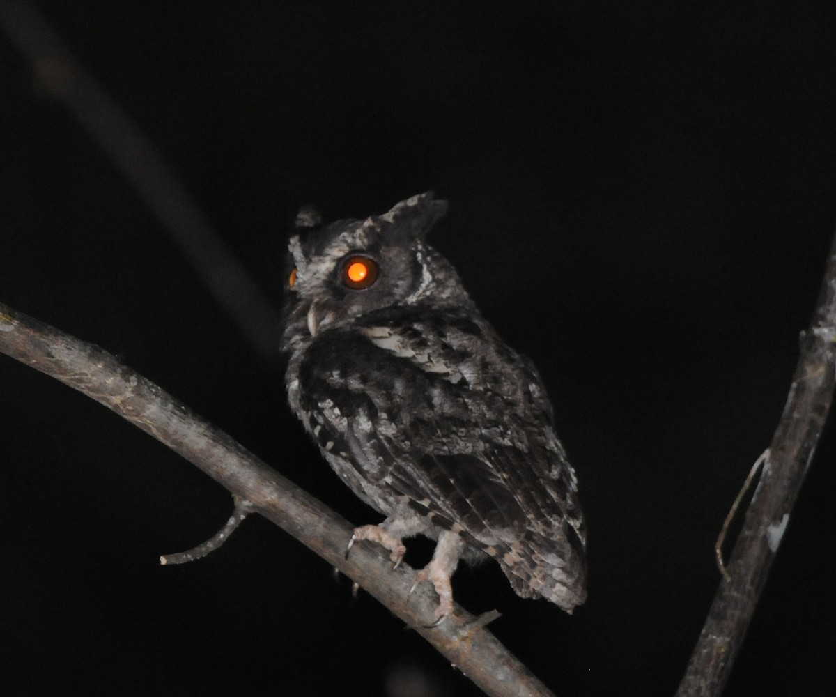 Palawan Scops-Owl - Wayne Hsu