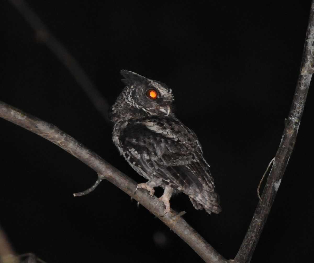 Palawan Scops-Owl - Wayne Hsu