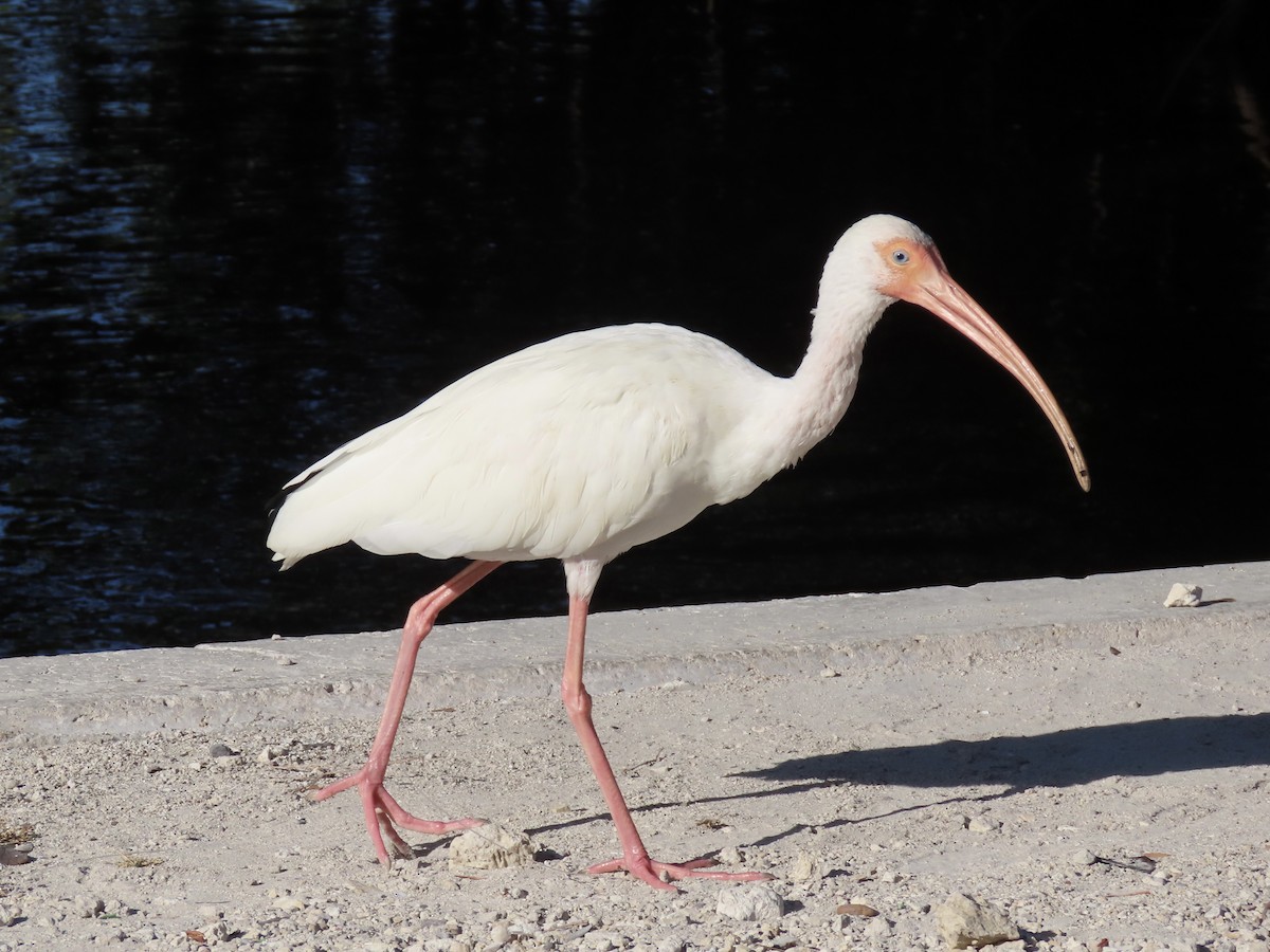 White Ibis - ML498146451