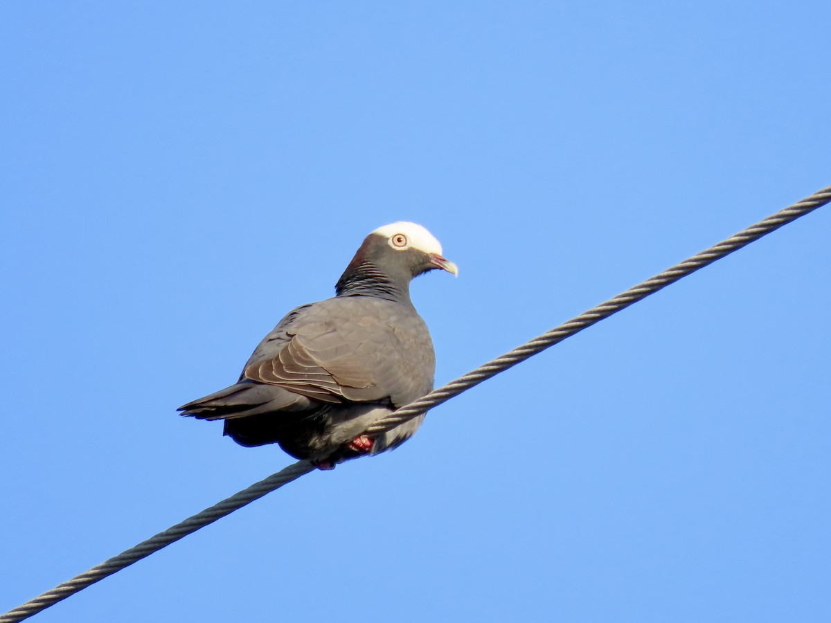 White-crowned Pigeon - ML498146481