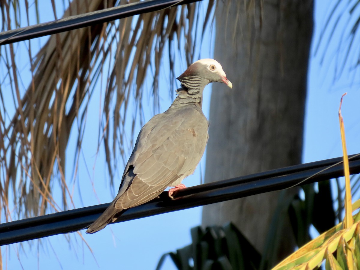 White-crowned Pigeon - ML498146511