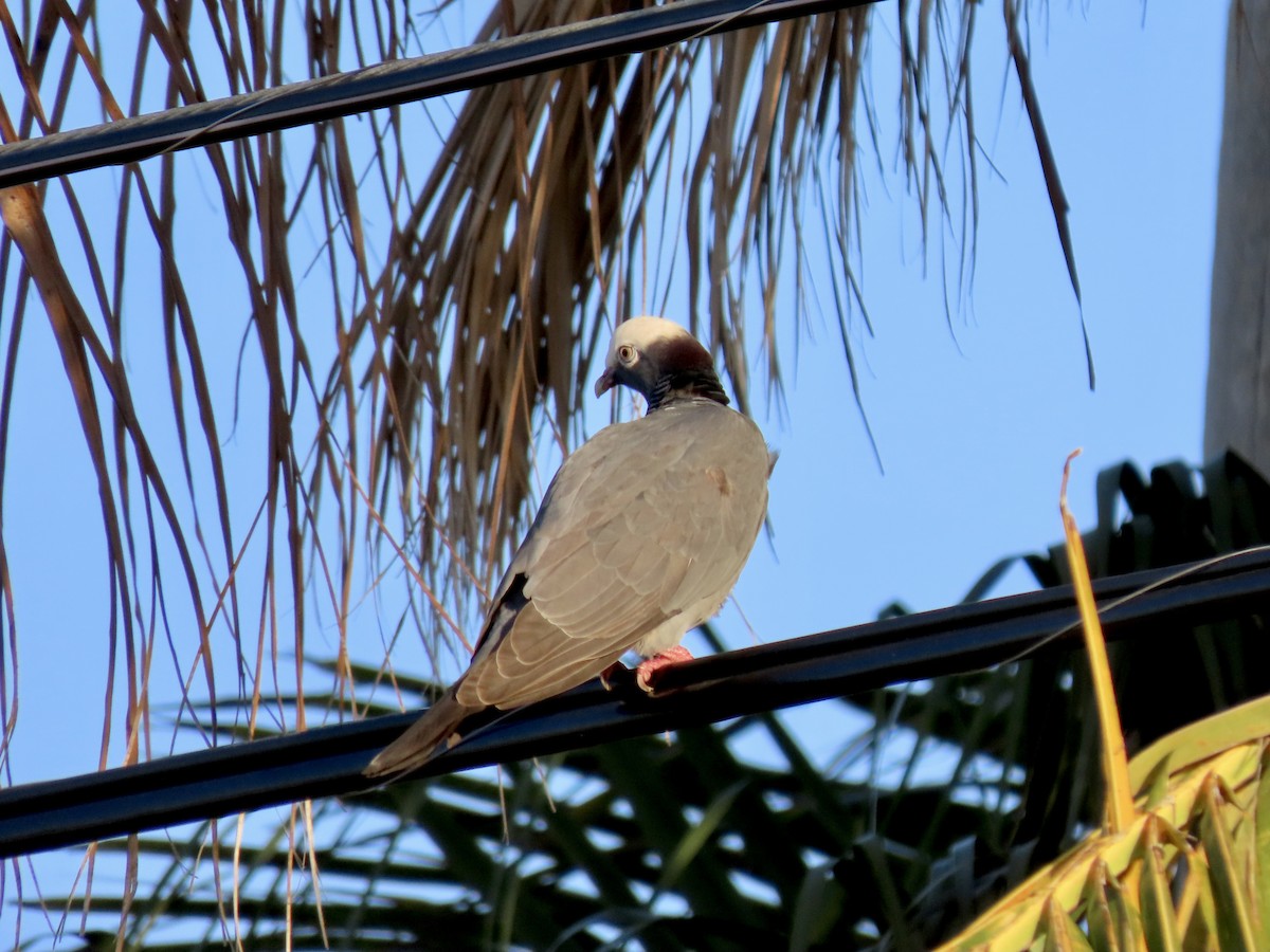 White-crowned Pigeon - ML498146521