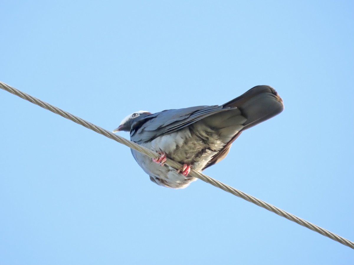 White-crowned Pigeon - ML498146541