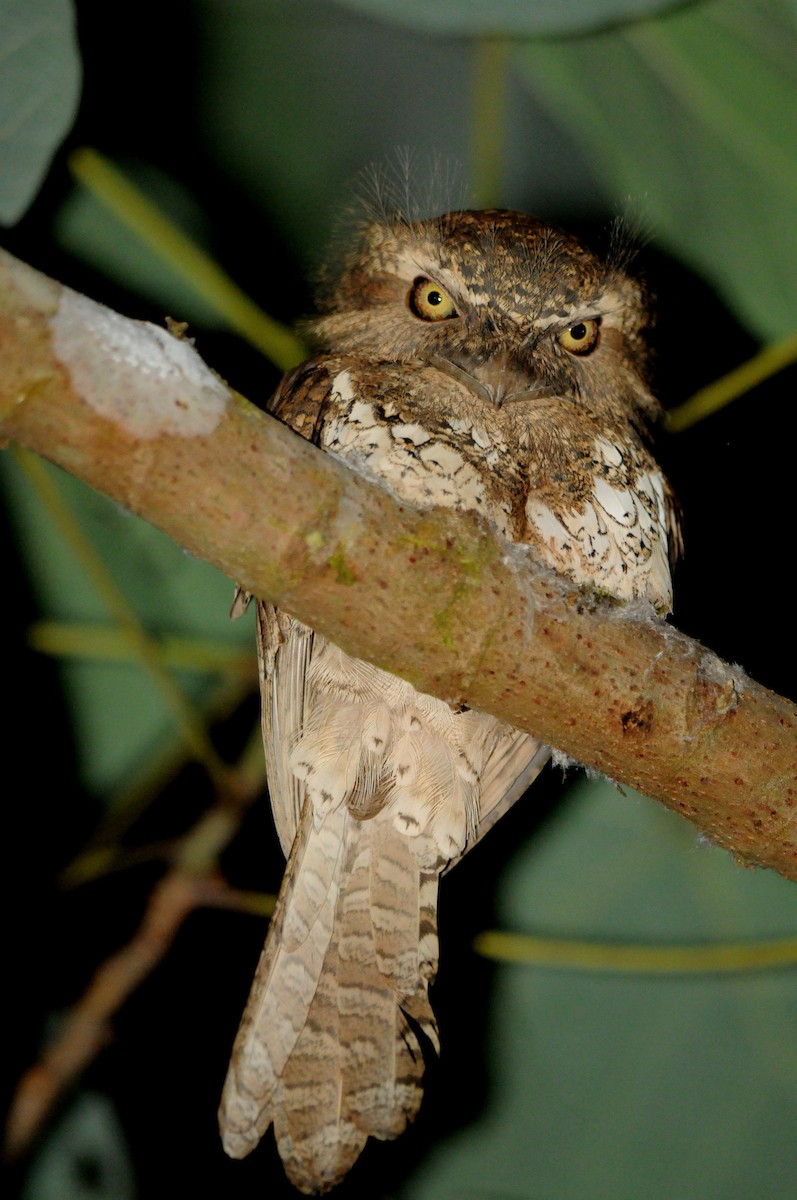 Palawan Frogmouth - Wayne Hsu