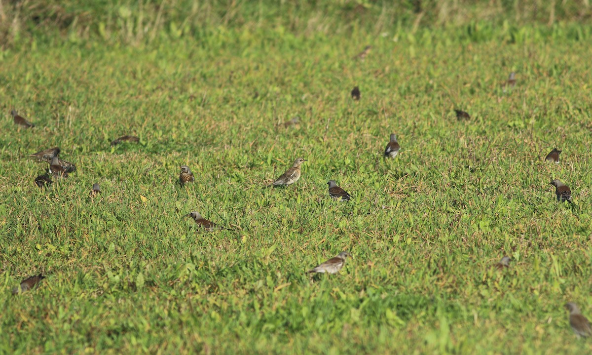 Fieldfare - Jacob Everitt