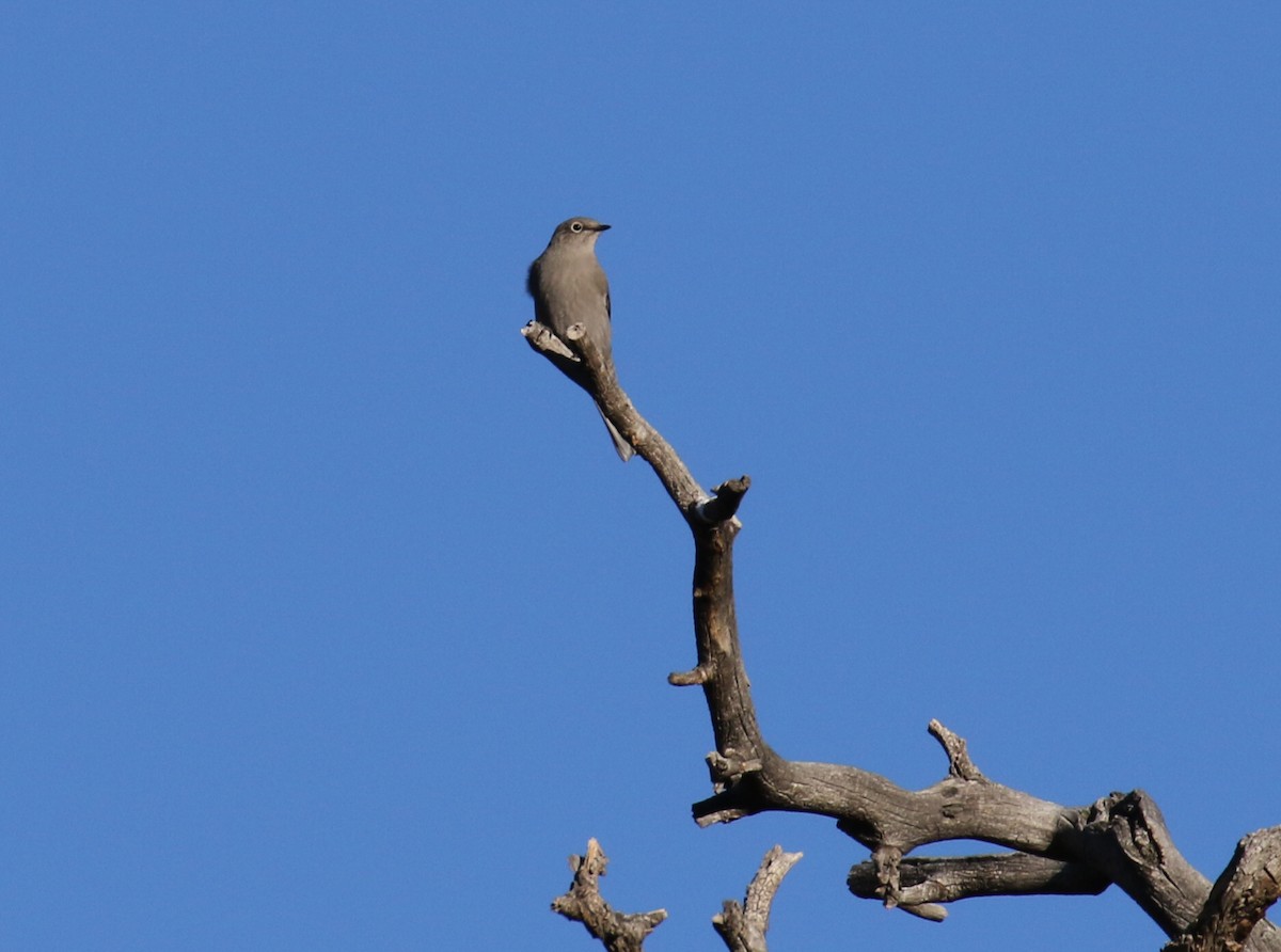 Solitario Norteño - ML498149041