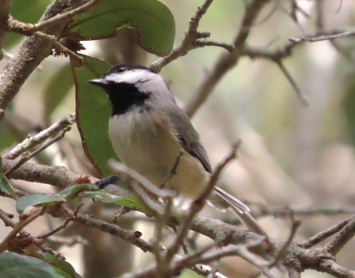 Carolina Chickadee - ML498149651